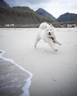 White dog running on beach