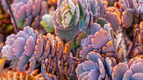 Close-up of prickly pear cactus