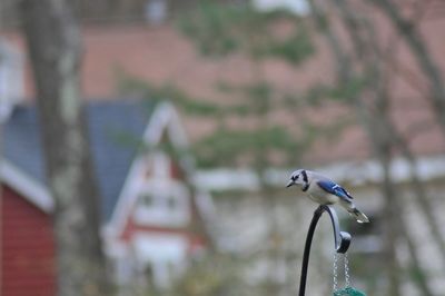 Close-up of bird perching on metal