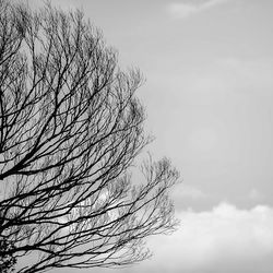 Low angle view of bare tree against sky