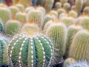 Close-up of succulent plant