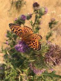 Close-up of butterfly pollinating on purple flower