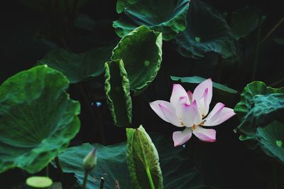 Close-up of pink flowering plant