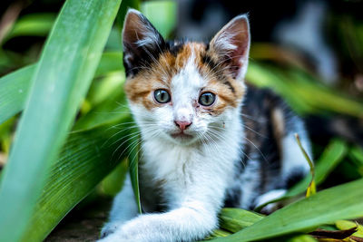 Portrait of a cat