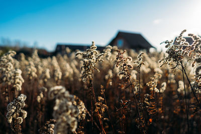 Crops growing on field against sky