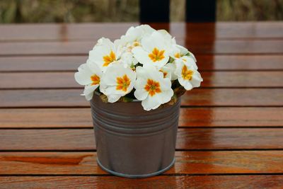 Close-up of white flowers on table