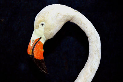 Close-up of swan