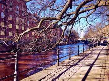 Bare trees in park