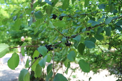 Low angle view of berries growing on tree