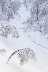 Snow covered trees on senja island