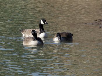 Ducks swimming in lake