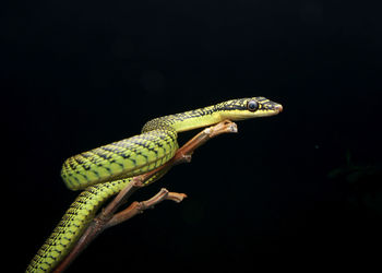 Close-up of lizard on black background