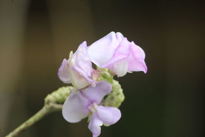 Close-up of pink rose flower