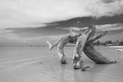 Driftwood at beach against cloudy sky