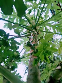 Low angle view of tree against sky