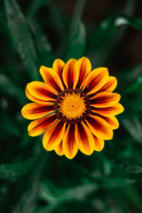 Close-up of orange flower against blurred background