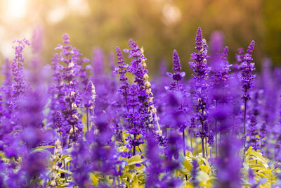 Close-up of purple flowering plants on field
