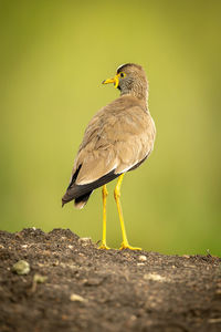 Wattled plover on earth bank turning head