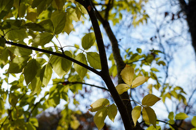 Low angle view of tree leaves