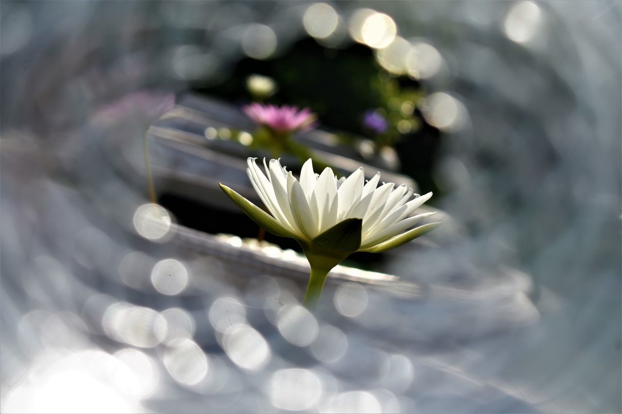 CLOSE-UP OF WHITE DAISY FLOWERS