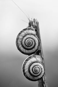 Close-up of snail