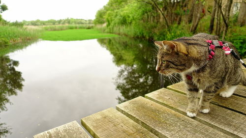 Cat in a lake