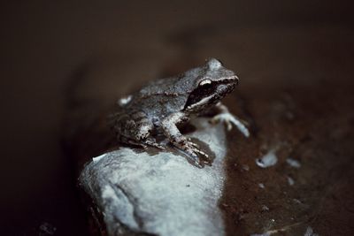 Close-up of frog on rock