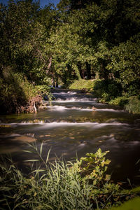 Scenic view of river amidst trees in forest