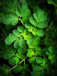 Full frame shot of green leaves