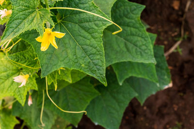 High angle view of fresh green leaves