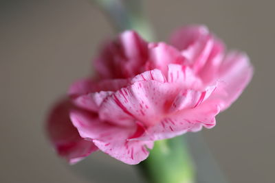 Close-up of pink flower