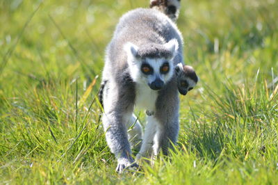 Close-up of sheep on field