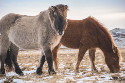 Horses standing on field against sky