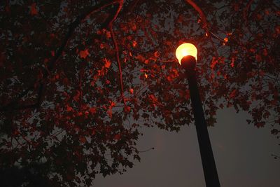 Low angle view of illuminated street light