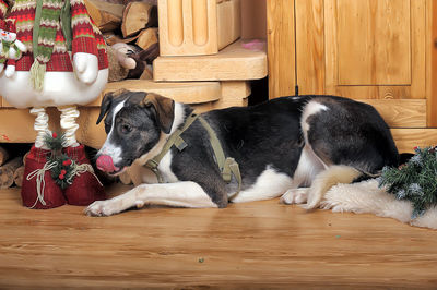 View of a dog relaxing on wooden floor