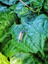 Close-up of insect on leaf