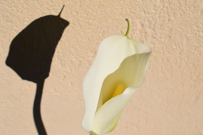 Close-up of flower against white wall