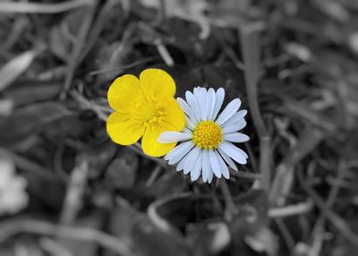 Close-up of yellow daisy flower