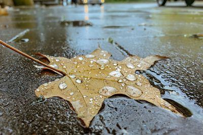 High angle view of raindrops on leaf during rainy season