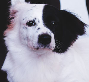 Close-up of dog looking away