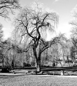 Trees in park