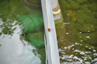 High angle view of wet leaf on lake