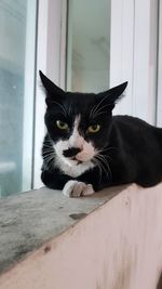 Portrait of cat on window