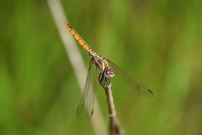 Close-up of insect on plant