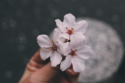 Close-up of beautiful flower