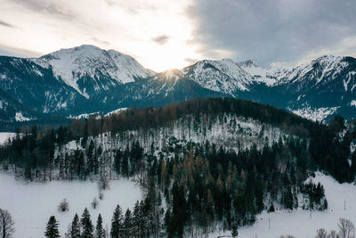 Pine trees on snowcapped mountains against sky