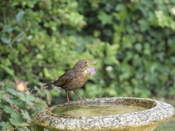 Close-up of bird perching on plant