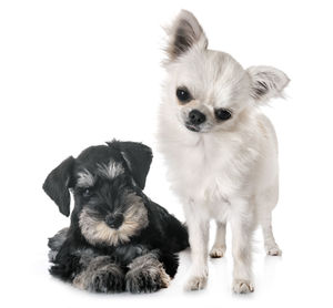 Dogs on white background