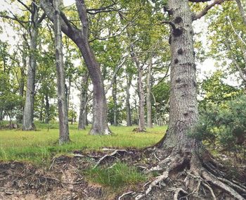 Trees in forest