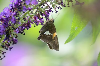 Close-up of butterfly on purple flower